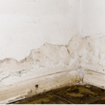 how to preventing mold in basement, mold in basement
