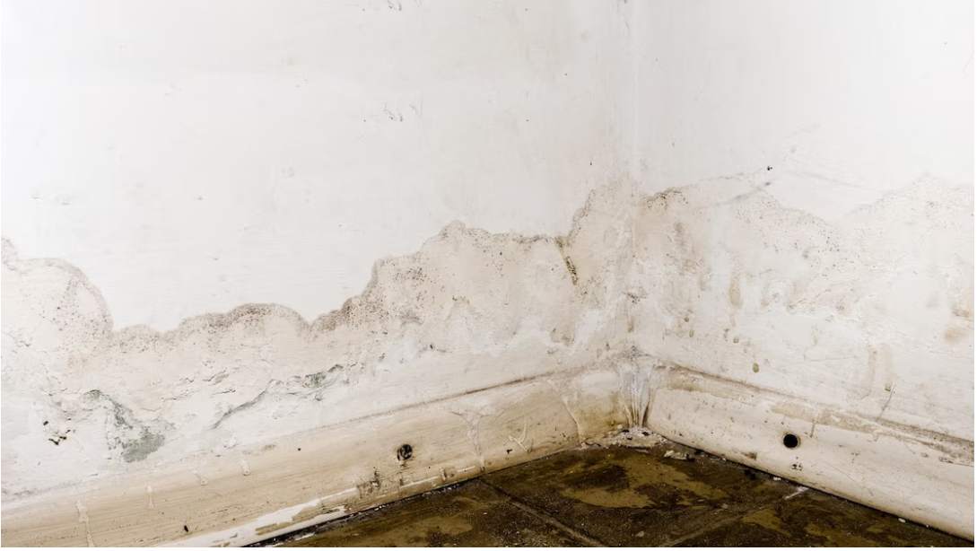 You are currently viewing How to prevent mold in basement in 5 steps?
